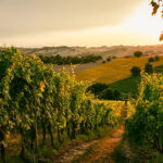 strade del vino