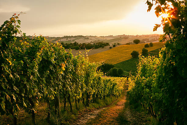 strade del vino